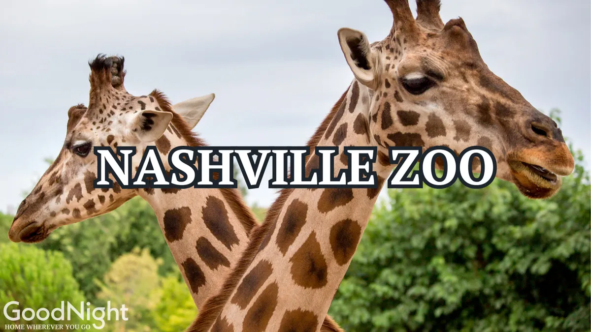 The image features two giraffes standing amidst lush green foliage, set within the vibrant environment of the Nashville Zoo. The scene is lively and joyful, evoking the excitement of a family outing to see wildlife up close.
